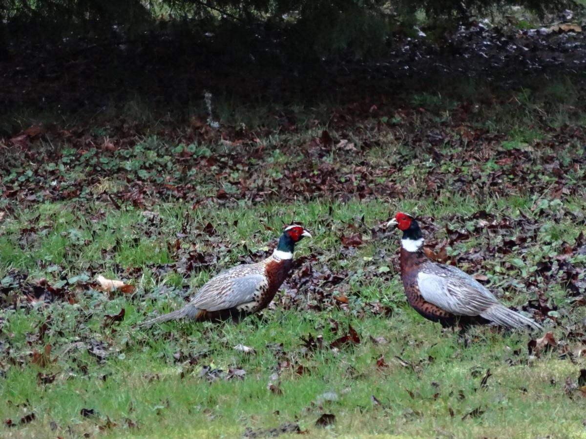 Gite Le Cerf Solognot Proche Chateau Chambord, Lamotte Beuvron Neung-sur-Beuvron Esterno foto